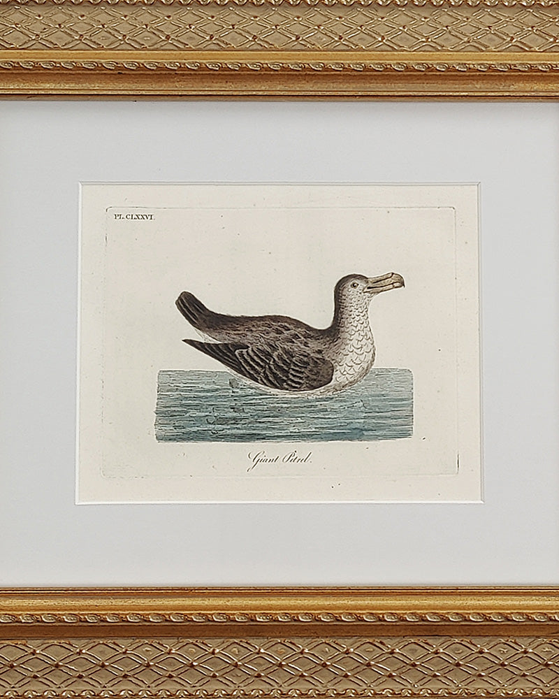 ANTIQUE BIRD ENGRAVING No. 2