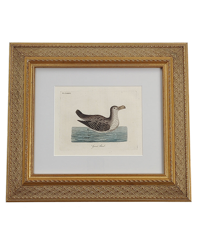 ANTIQUE BIRD ENGRAVING No. 2