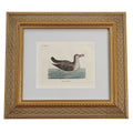 ANTIQUE BIRD ENGRAVING No. 2