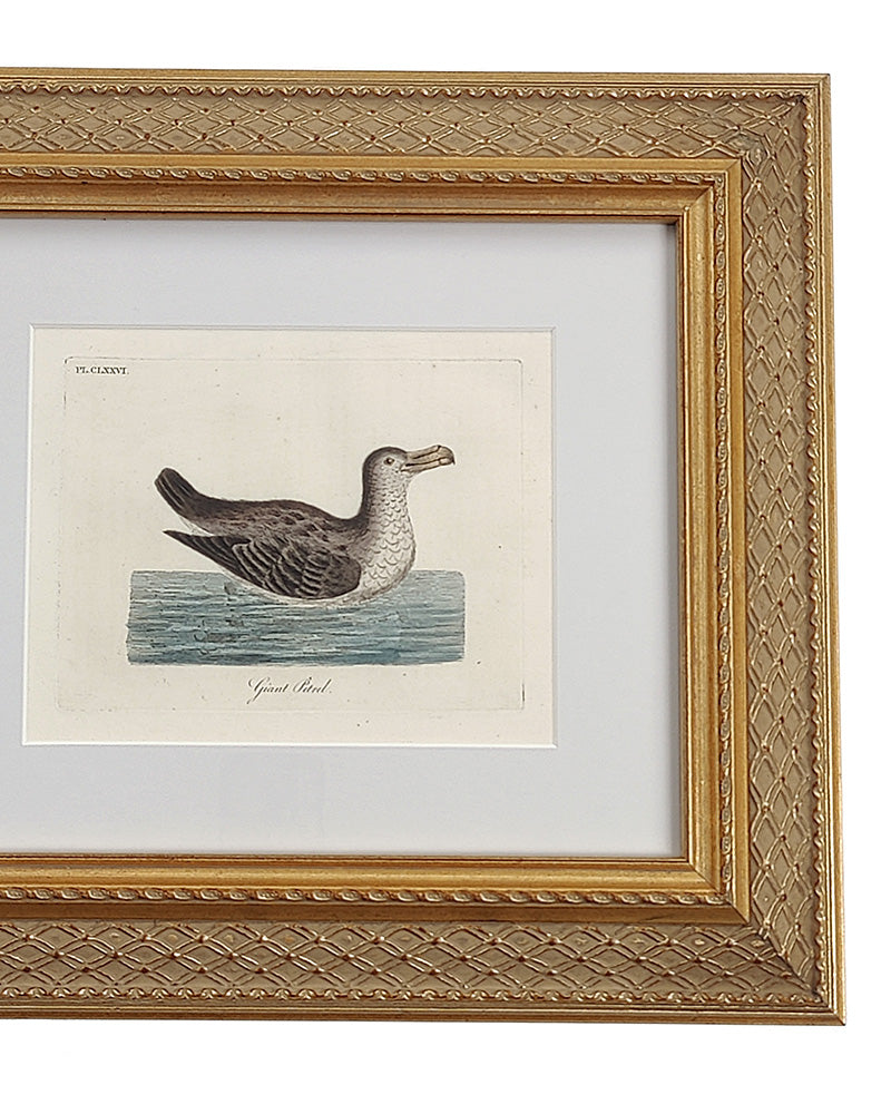 ANTIQUE BIRD ENGRAVING No. 2