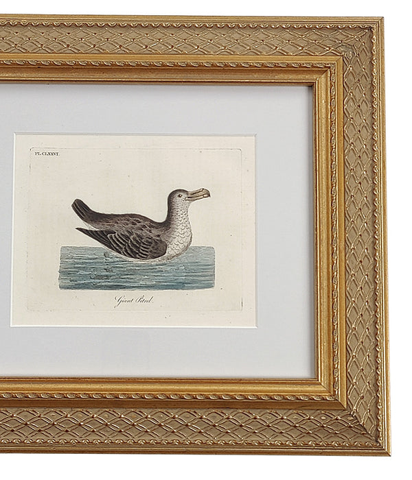 ANTIQUE BIRD ENGRAVING No. 2