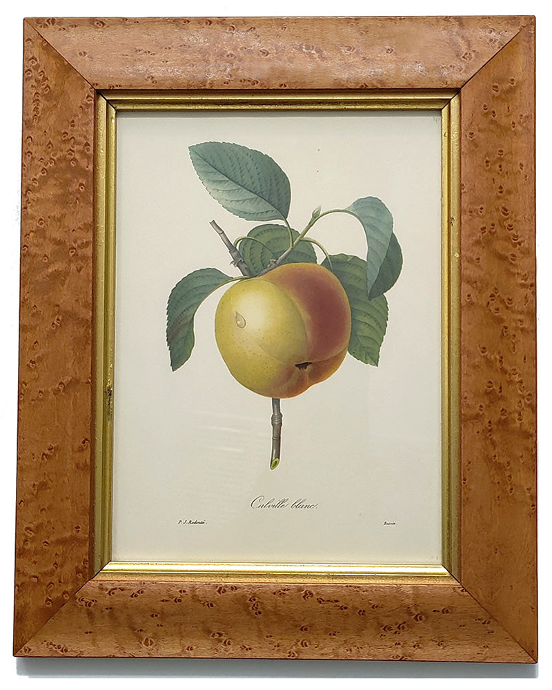 PIERRE-JOSEPH REDOUTE CALVILLE BLANC PRINT