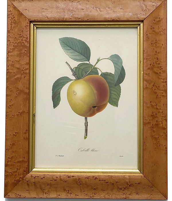 PIERRE-JOSEPH REDOUTE CALVILLE BLANC PRINT