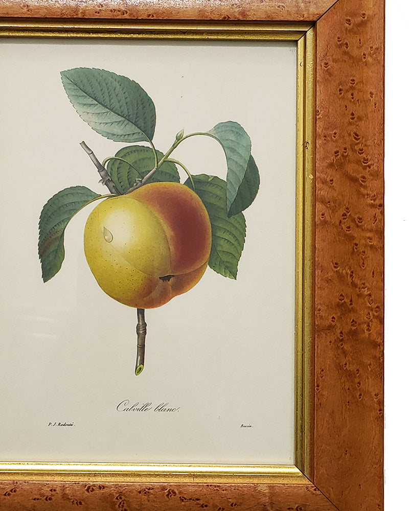 PIERRE-JOSEPH REDOUTE CALVILLE BLANC PRINT