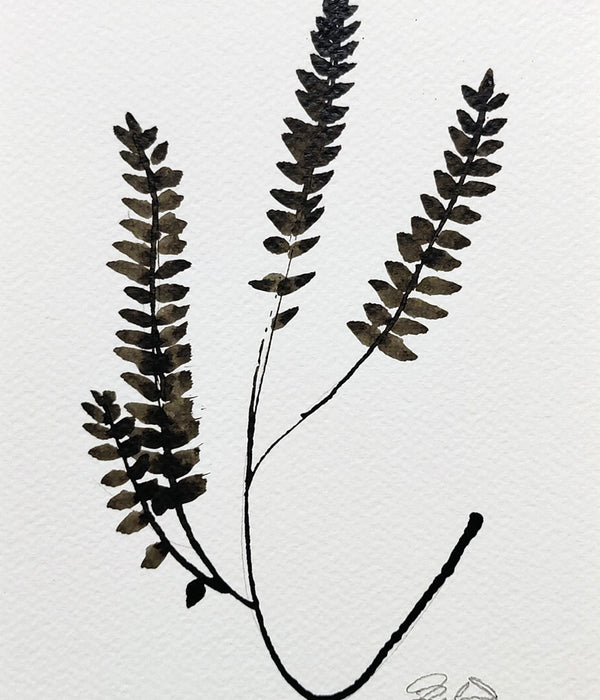 PETITE FERN Sepia No. 1