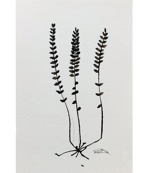 PETITE FERN Sepia No. 6