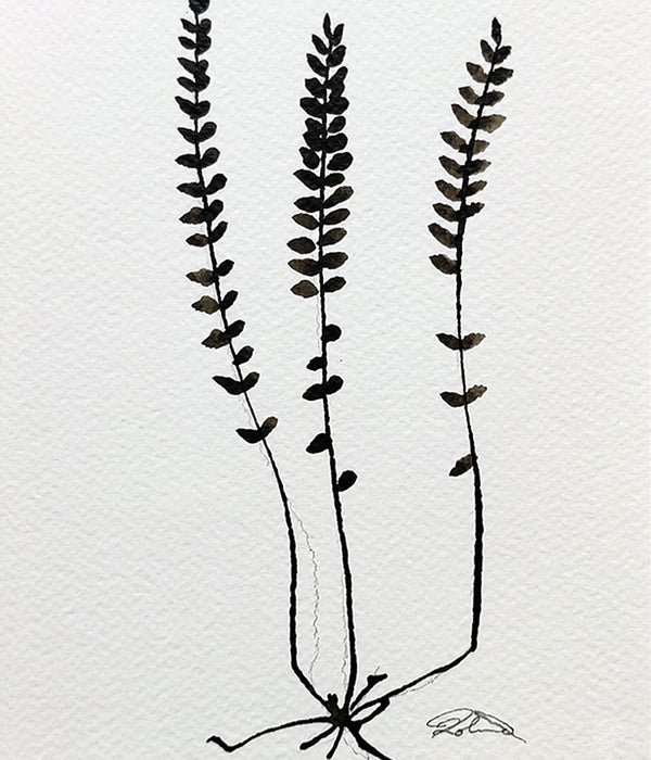 PETITE FERN Sepia No. 6