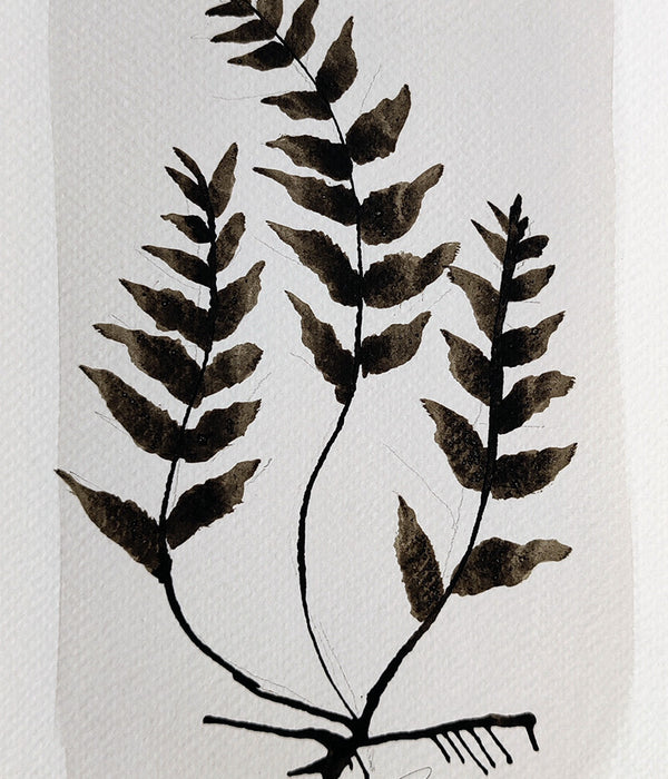 PETITE FERN No. 7