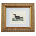 ANTIQUE BIRD ENGRAVING No. 1