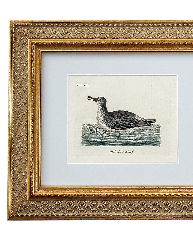 ANTIQUE BIRD ENGRAVING No. 1