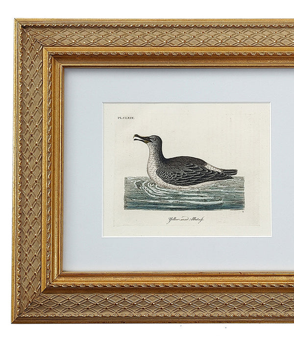 ANTIQUE BIRD ENGRAVING No. 1