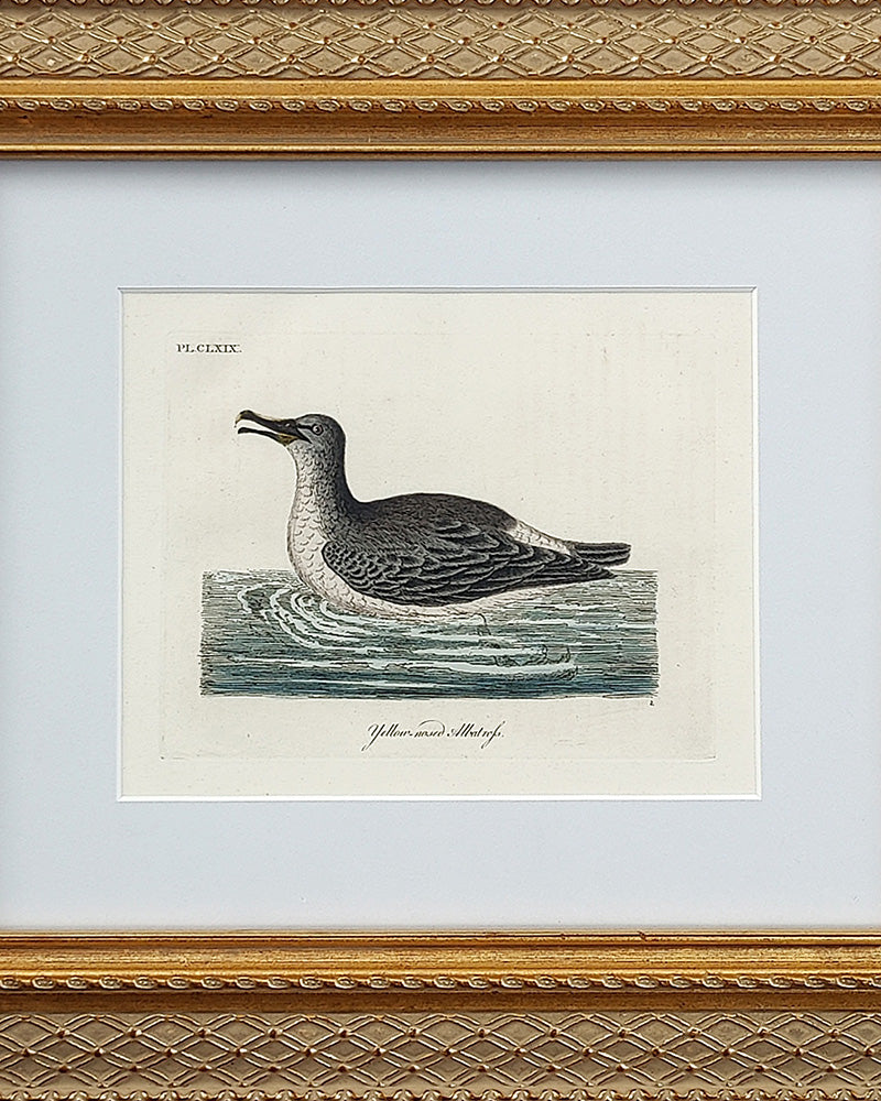 ANTIQUE BIRD ENGRAVING No. 1